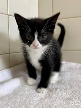 Mouse -  Domestic Short Hair Cat for Adoption in San Antonio, Texas - Mouse | PetCurious
