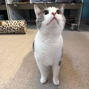 Jasper -  Domestic Short Hair Cat for Adoption in Sarasota, Florida - Jasper | PetCurious