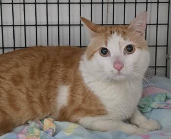 Tinker -  Domestic Short Hair Cat for Adoption in Trenton, New Jersey - Tinker | PetCurious