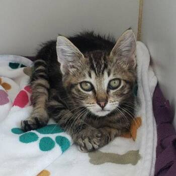 Mystery (bonded w/ Enigma) -  Domestic Short Hair Cat for Adoption in Oakland, California - Mystery (bonded W/ Enigma) | PetCurious
