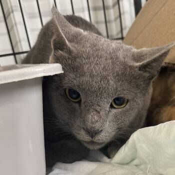 Swifty -  Domestic Short Hair Cat for Adoption in Corbin, Kentucky - Swifty | PetCurious