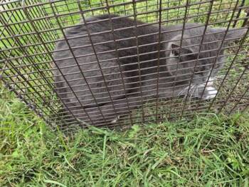 Domestic Short Hair Cats Available for Adoption in Houston, Texas - 6 | PetCurious