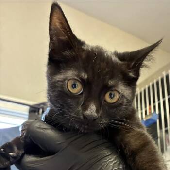 Cabbage -  Domestic Short Hair Cat for Adoption in Knoxville, Tennessee - Cabbage | PetCurious