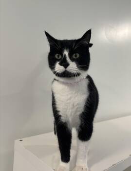 Rescue Domestic Short Hair Cats for Adoption in Chicago, Illinois - Lucy | PetCurious