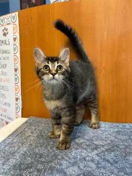 Miso -  Domestic Short Hair Cat for Adoption in Dale City, Virginia - Miso | PetCurious