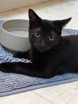 Rescue Domestic Short Hair Cats for Adoption - Jasper | PetCurious