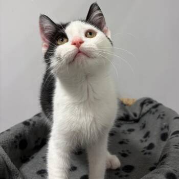 Buell -  Domestic Short Hair Cat for Adoption in Puslinch, Ontario - Buell | PetCurious