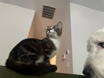 Domestic Short Hair Cats Available for Adoption in Davidson, North Carolina - Burger | PetCurious
