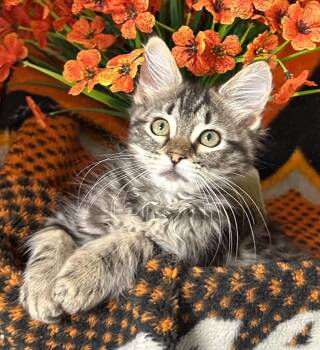Domestic Short Hair Cats Available for Adoption in Stillwater, Oklahoma - 2/5/26 Dess | PetCurious
