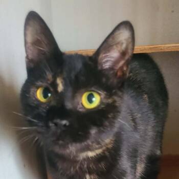 Domestic Short Hair Cats Available for Adoption - Lilly | PetCurious