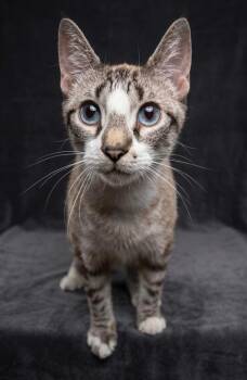 Siamese and Tabby Cats Available for Adoption in Mobile, Alabama - Sicilly  | PetCurious