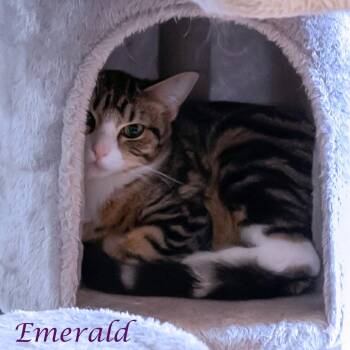Emerald C26-173 -  Domestic Short Hair Cat for Adoption in Lebanon, Tennessee - Emerald C26-173 | PetCurious