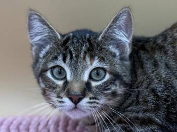Miranda -  Domestic Short Hair Cat for Adoption in Portland, Oregon - Miranda | PetCurious