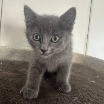 Boulder -  Domestic Medium Hair Cat for Adoption in Oklahoma City, Oklahoma - Boulder | PetCurious