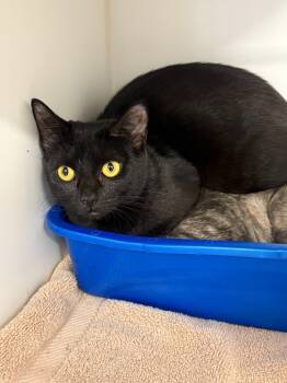 Rescue Domestic Medium Hair Cats for Adoption in Sunnyvale, Texas - Sasha | PetCurious