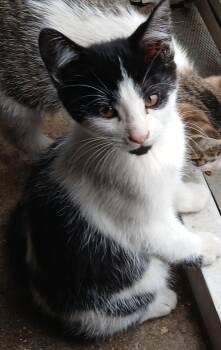 Rescue Domestic Short Hair Cats for Adoption in Tillsonburg, Ontario - FRENCH FRY | PetCurious