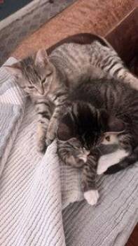 Edward -  Domestic Short Hair Cat for Adoption in Wheaton, Illinois - Edward | PetCurious