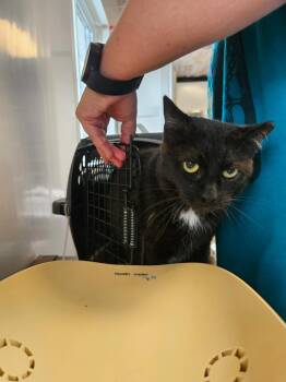 Tipper -  Domestic Short Hair Cat for Adoption in Barron, Wisconsin - Tipper | PetCurious