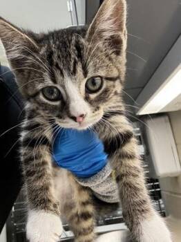 Sandy -  Domestic Short Hair Cat for Adoption in Wichita, Kansas - Sandy | PetCurious