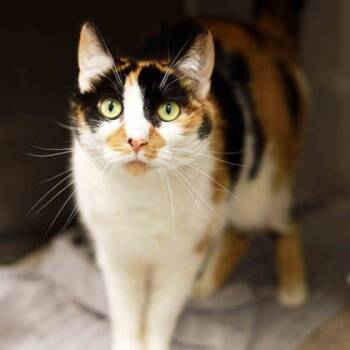 Momosh -  Domestic Short Hair Cat for Adoption in Atlanta, Georgia - Momosh | PetCurious