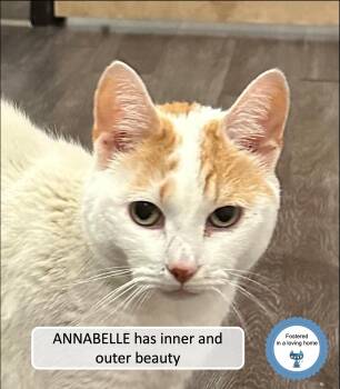 Rescue Domestic Short Hair Cats for Adoption in Cincinnati, Ohio - Annabelle | PetCurious