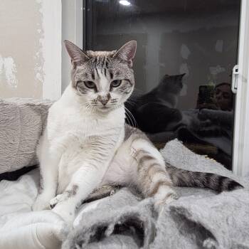 Luna -  Snowshoe and Siamese Cat for Adoption in San Jose, California - Luna | PetCurious