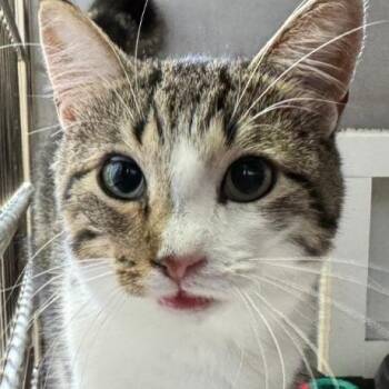 Lola -  Domestic Short Hair Cat for Adoption in Tomah, Wisconsin - Lola | PetCurious