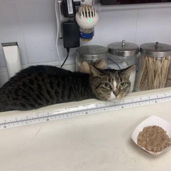 Bianca -  Domestic Short Hair Cat for Adoption in West Palm Beach, Florida - Bianca | PetCurious