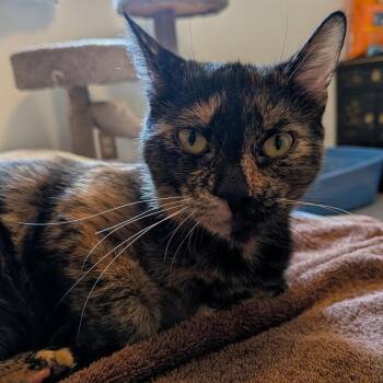 Domestic Short Hair Cats Available for Adoption in Danville, Vermont - Tulip | PetCurious