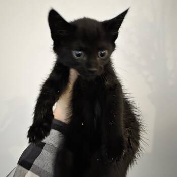Domestic Short Hair Cats Available for Adoption in Mastic, New York - Ena | PetCurious