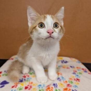 Garrix -  Domestic Short Hair Cat for Adoption in Rochester, Minnesota - Garrix | PetCurious