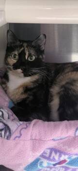 Xyla -  Domestic Short Hair Cat for Adoption in Venice, Florida - Xyla | PetCurious