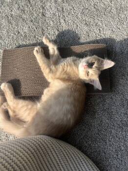 Colby Jack -  Domestic Medium Hair Cat for Adoption in Ferndale, Michigan - Colby Jack | PetCurious
