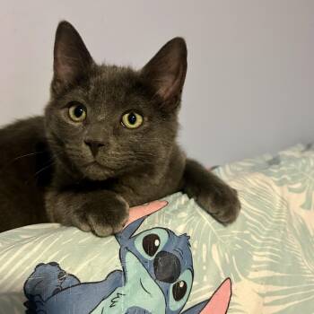Domestic Short Hair Cats Available for Adoption - JOHNNY | PetCurious