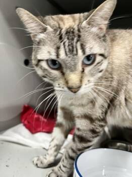 Siamese Cats Available for Adoption in Dayton, Minnesota - Bunny | PetCurious
