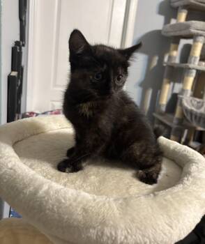 Domestic Short Hair Cats Available for Adoption - Brownie | PetCurious