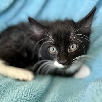Rescue Domestic Medium Hair Cats for Adoption in Sonora, California - Ziggy | PetCurious