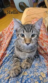 Stella -  Domestic Medium Hair and Tabby Cat for Adoption in Tucson, Arizona - Stella | PetCurious