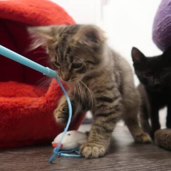 Empire -  Domestic Long Hair Cat for Adoption in Delaware, Ohio - Empire | PetCurious