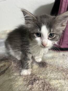 Domestic Short Hair Cats Available for Adoption in Plumerville, Arkansas - Cookie | PetCurious