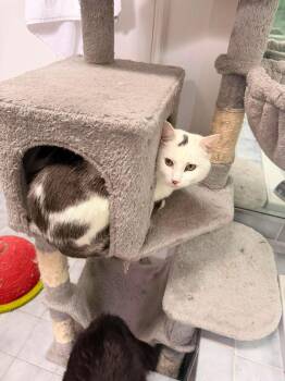 Domestic Short Hair Cats Available for Adoption in Holbrook, New York - DILL | PetCurious