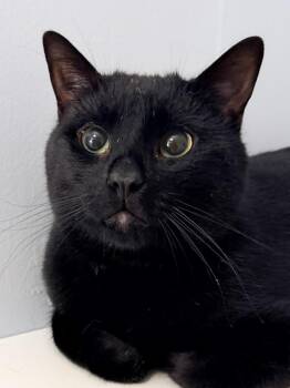 Trouble -  Domestic Short Hair Cat for Adoption in Seven Valleys, Pennsylvania - Trouble | PetCurious