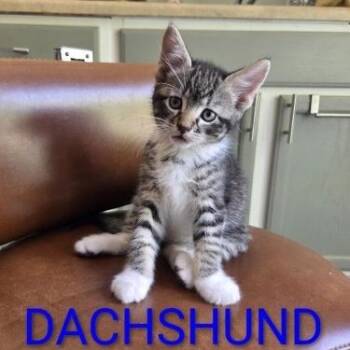 Dachshund -  Domestic Short Hair Cat for Adoption in Bentonville, Arkansas - Dachshund | PetCurious