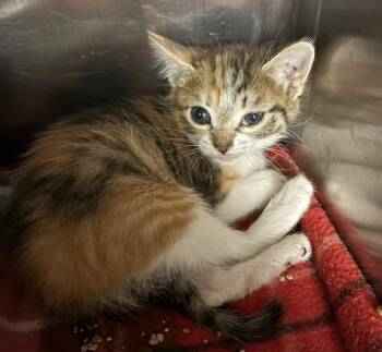Torbico -  Domestic Short Hair Cat for Adoption in Lockhart, Texas - Torbico | PetCurious