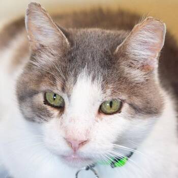 Ostrich -  Domestic Short Hair Cat for Adoption in Lakewood, Colorado - Ostrich | PetCurious