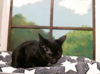 KOURTNEY -  Domestic Short Hair Cat for Adoption in Houston, Texas - KOURTNEY | PetCurious