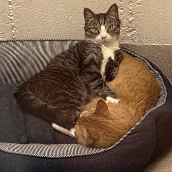 Bucky - Adoption Pending -  Domestic Short Hair Cat for Adoption in South Burlington, Vermont - Bucky - Adoption Pending | PetCurious