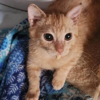 Domestic Short Hair Cats Available for Adoption in West Palm Beach, Florida - Alfred | PetCurious