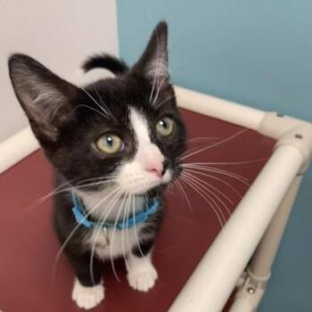 Gary -  Domestic Short Hair Cat for Adoption in Janesville, Wisconsin - Gary | PetCurious