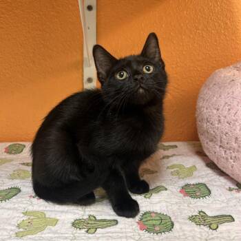 Domestic Short Hair Cats Available for Adoption in Fresno, California - DarkBeam | PetCurious